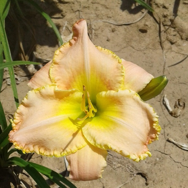 You're Special - Daylily