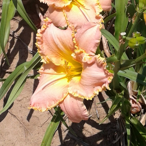 You're Special - Daylily