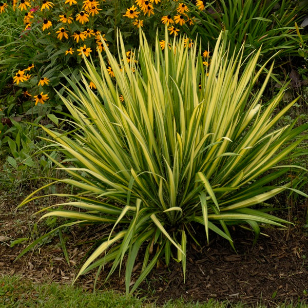 Color Guard Yucca