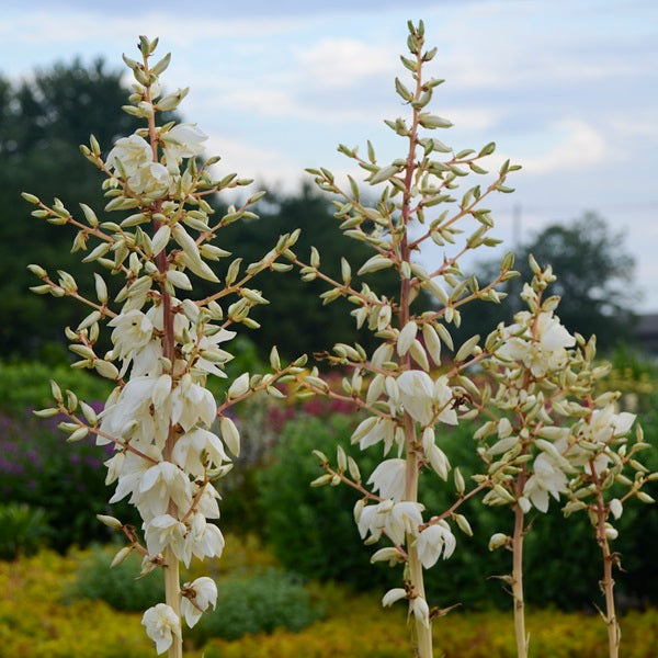 Color Guard Yucca