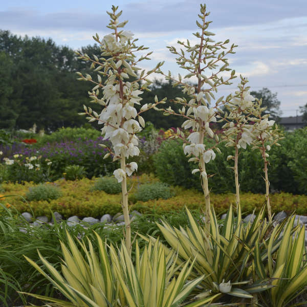 Color Guard Yucca