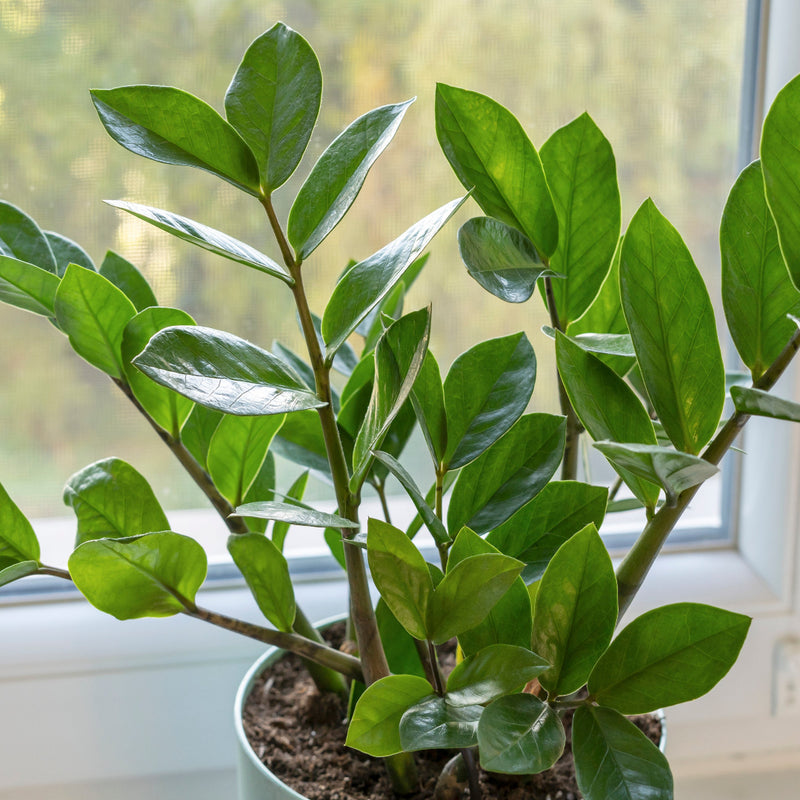 zz plant and cancer ZZ Plant – Wild & Son