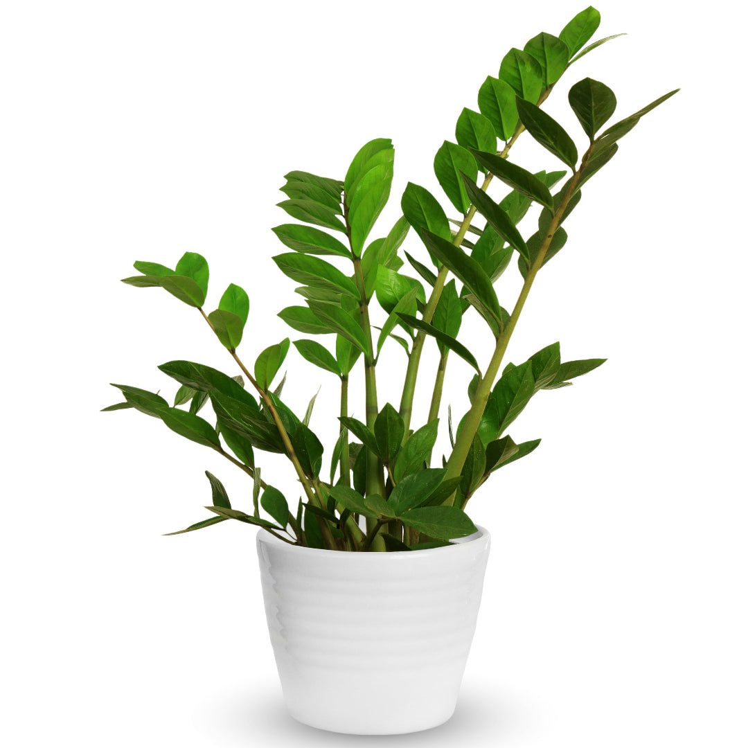 ZZ Plant