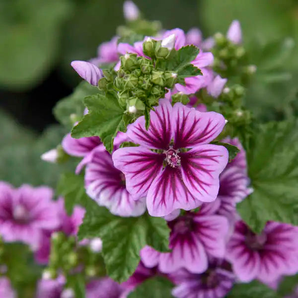 Zebrina French Hollyhock