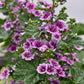 Zebrina French Hollyhock