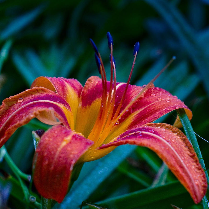 Autumn Red Daylily