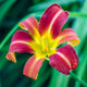 Autumn Red Daylily