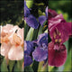 Baker's Dozen - Dwarf Iris (13)