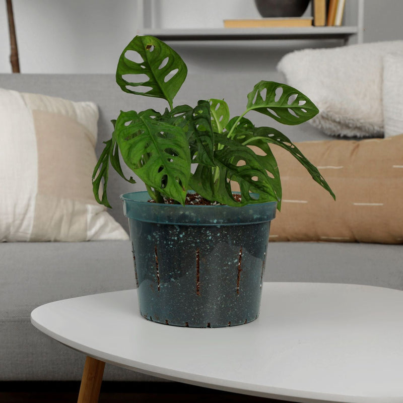 4 inch Slotted Orchid Pot (6 Pack)