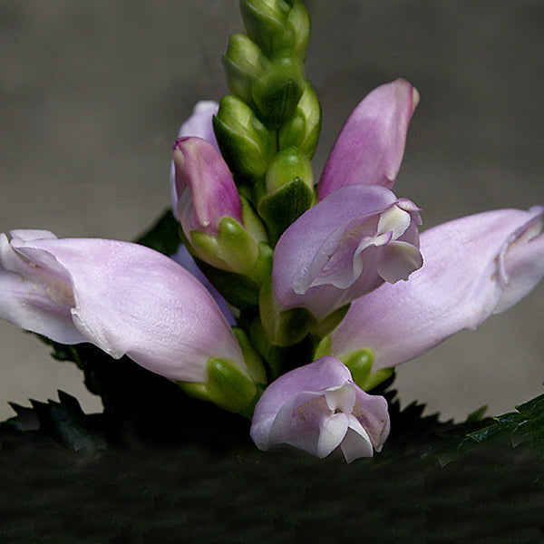 Hot Lips Turtlehead