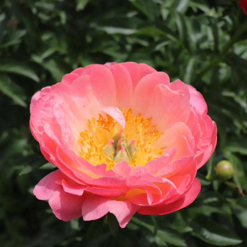 Coral Charm Peony