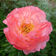 Coral Sunset Peony