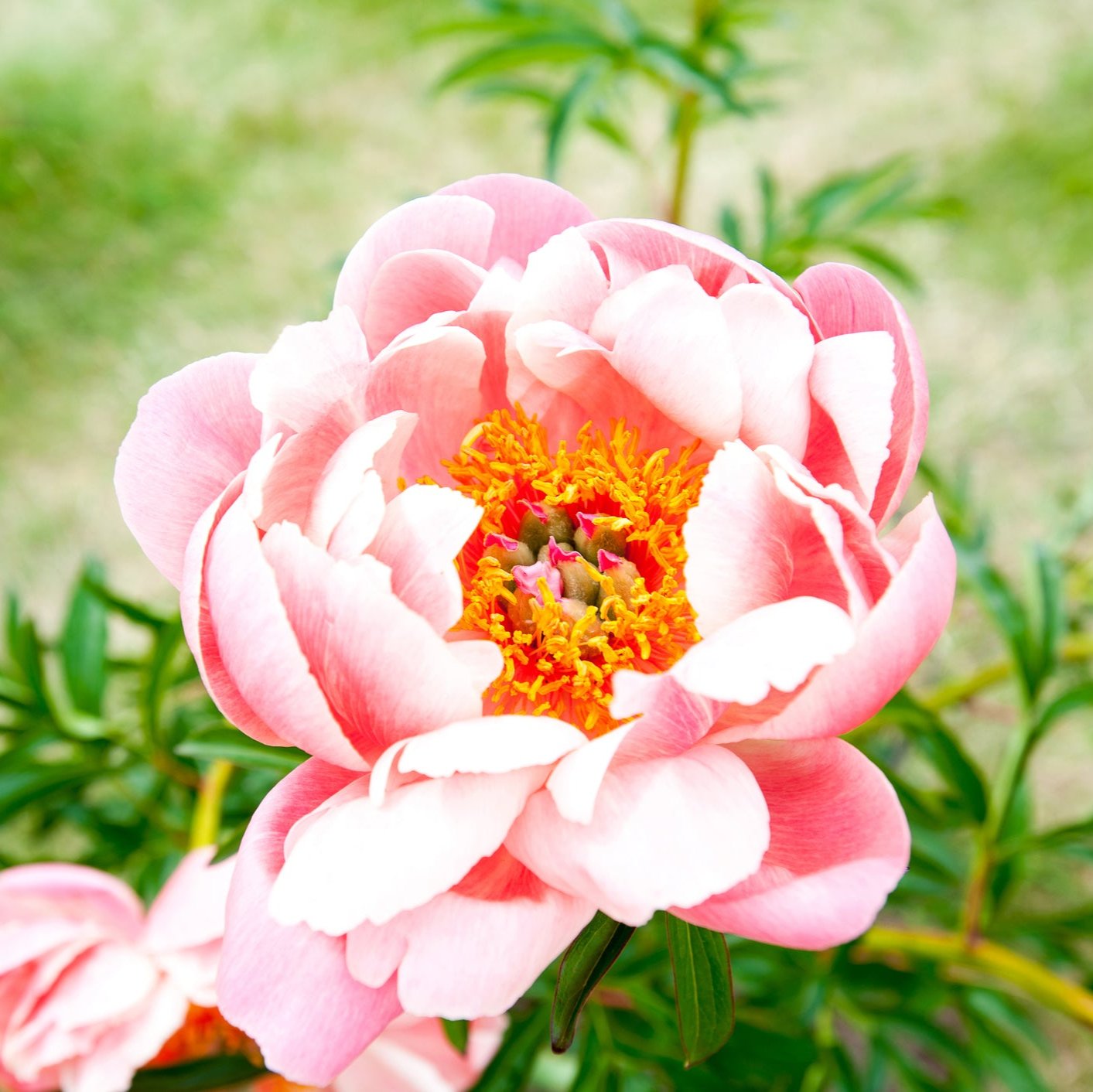 Coral Sunset Peony