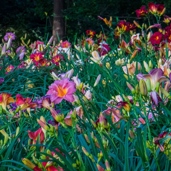 day lily flower bed Mixed Daylily Sampler Pack (24 Plants)