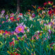 Daylilies by the Dozen