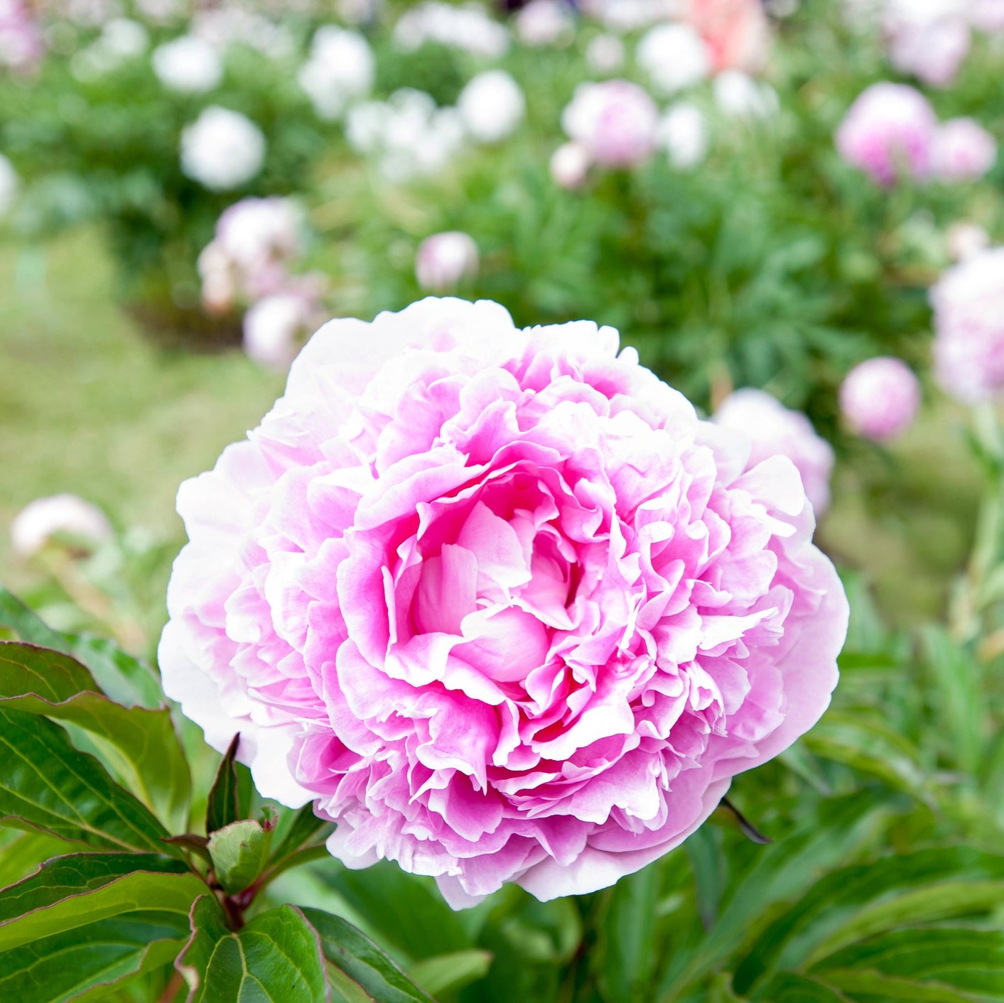 Dresden Pink Peony - Heritage Collection