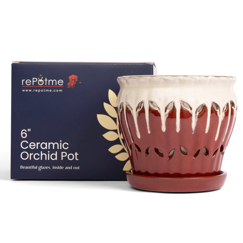 6" Cream Over Garnet Pinwheel Fluted Orchid Pot