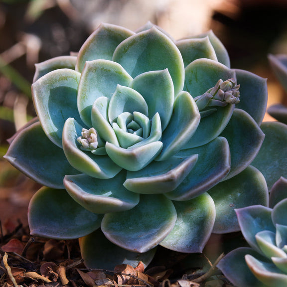 echeveria succulent flower Easy-Care Echeveria – Wild & Son