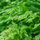 Maidenhair Fern