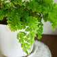 Maidenhair Fern
