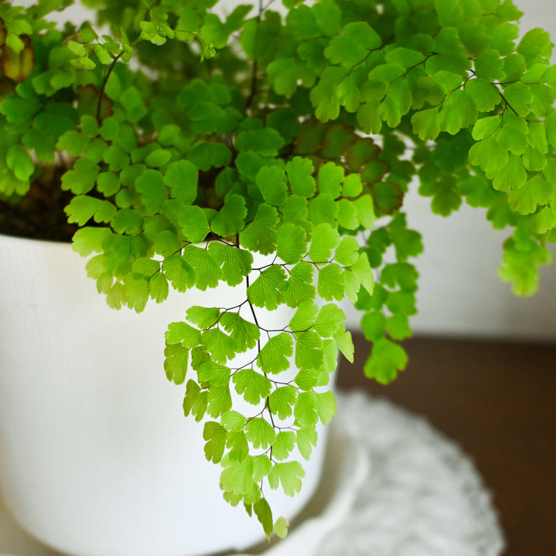 Maidenhair Fern