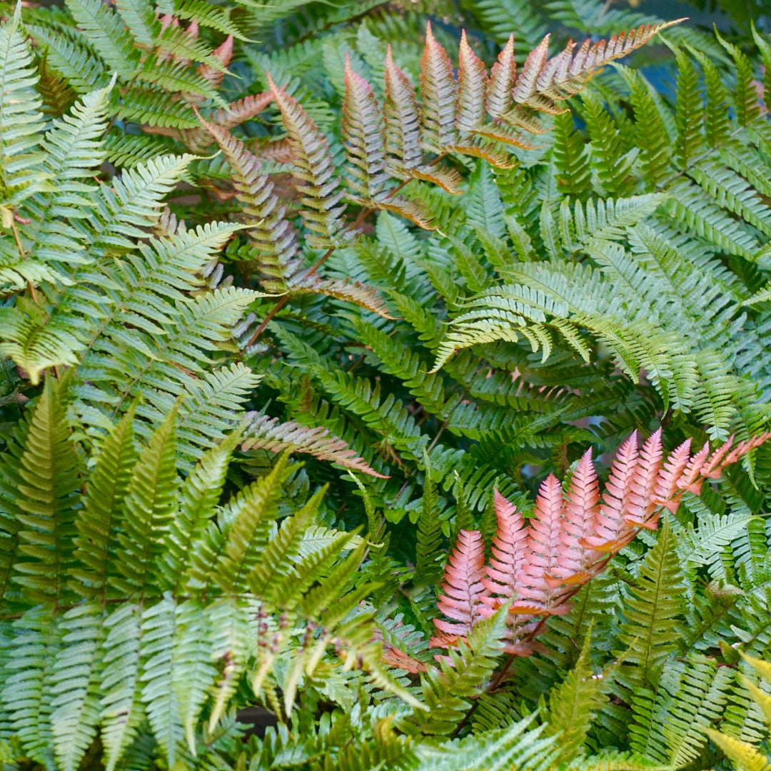 Autumn Compact Fern – Wild & Son