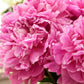 Dr. Alexander Fleming Peony