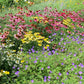 Lance Leafed Coreopsis