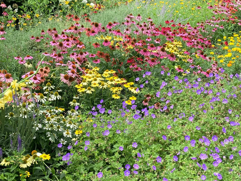 Lance Leafed Coreopsis