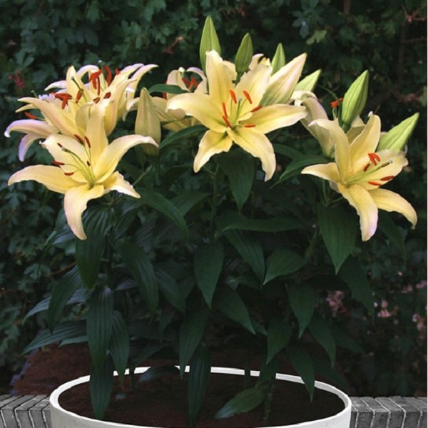 Gold Party Oriental Lily (2/bag)