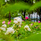 Hayscented Fern