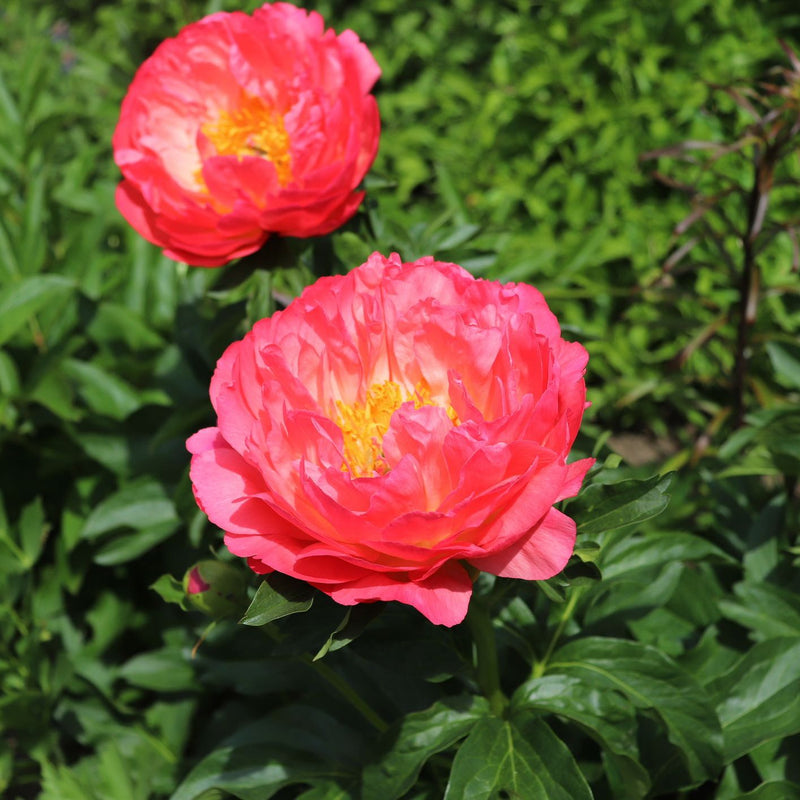 Coral Sunset Peony