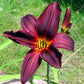 American Revolution Daylily - Heritage Collection