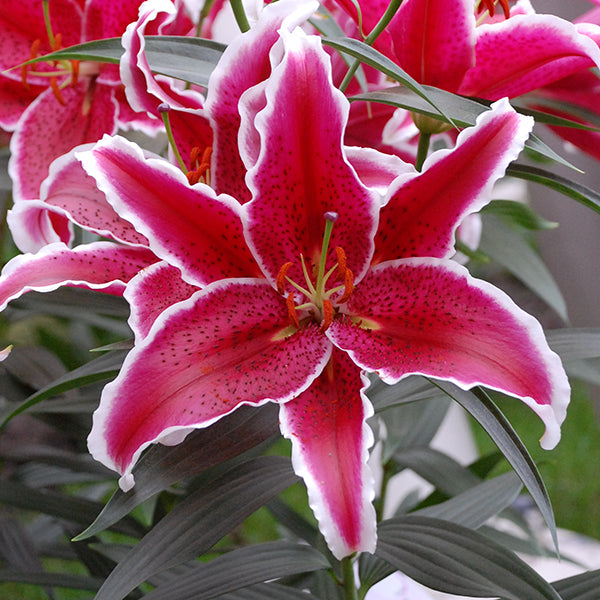 Red Eyes - Oriental Lily (2/bag)