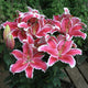 Little Marble Oriental Lily (2/bag)