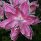 Lotus Wonder Double Oriental Lily (2/bag)