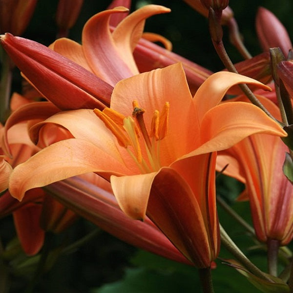 Orange Planet Trumpet Lily (2/bag)