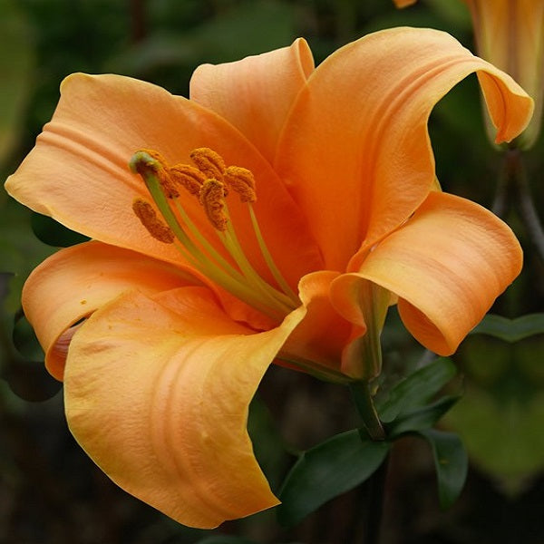 Orange Planet Trumpet Lily (2/bag)