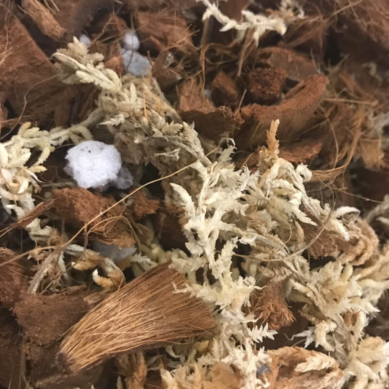 Phalaenopsis Dark Classic Orchid Potting Mix