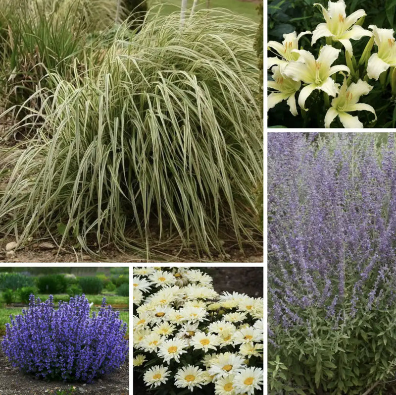 Gentle Breeze Miscanthus Grass