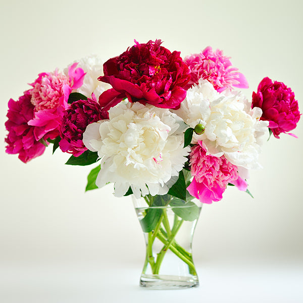 Timeless Perfection Peony Bundle - Save $25