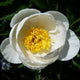 Leto Peony