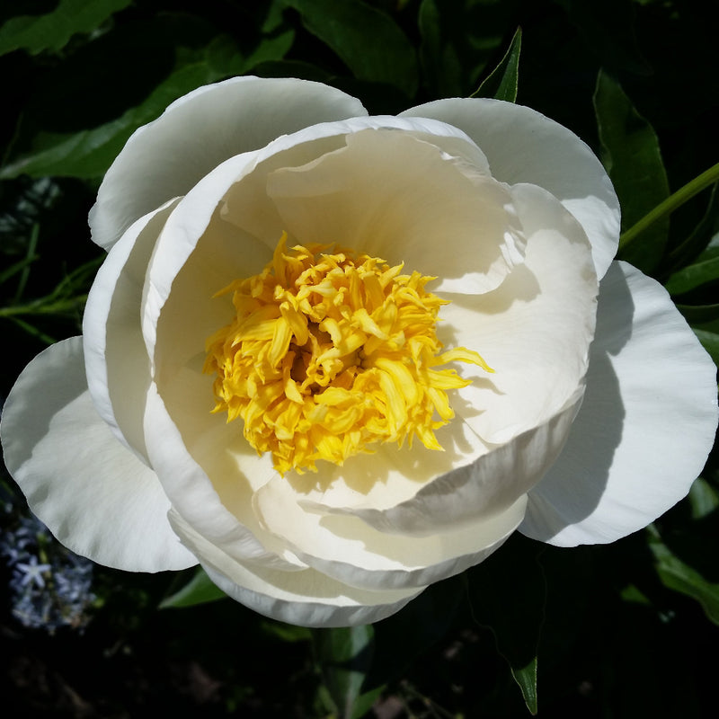 Leto Peony