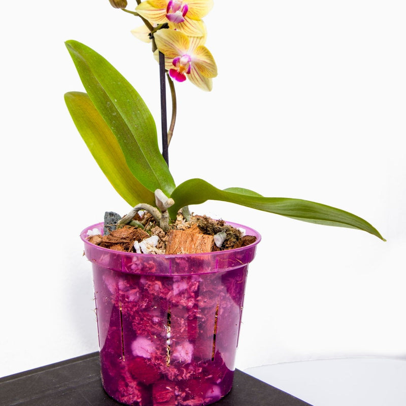 3 inch Slotted Orchid Pot (6 Pack)