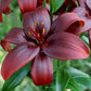 Royal Kiss Asiatic Lily (3/bag)