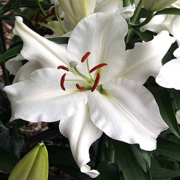 Snowy Mountain Oriental Lily (2/bag)