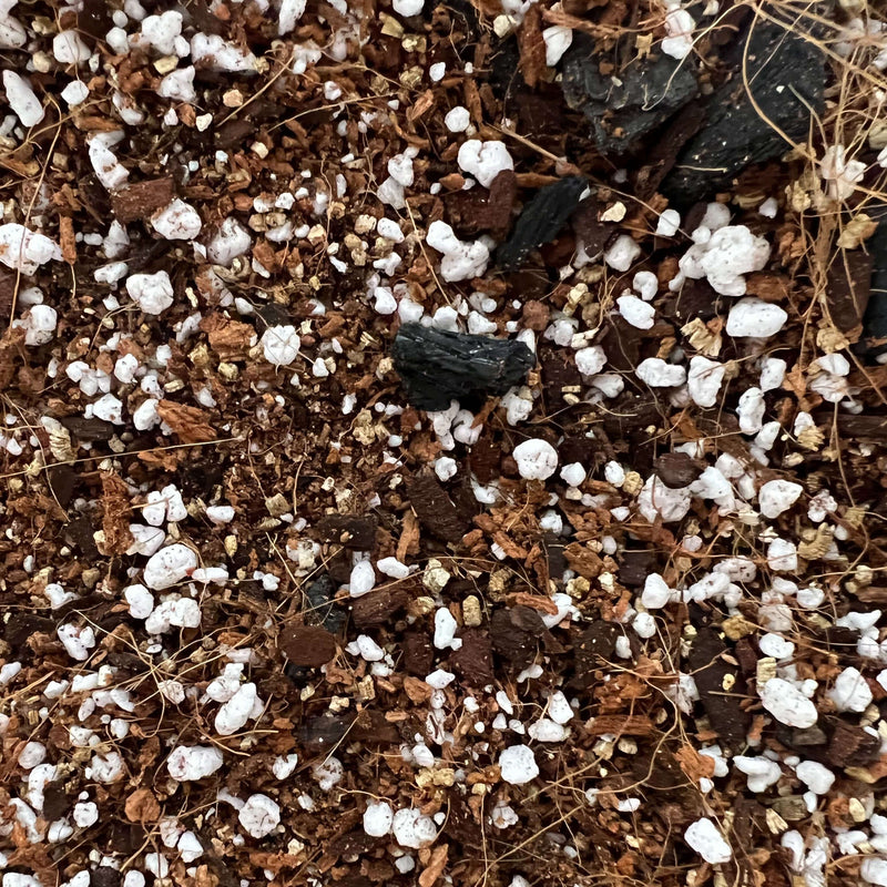 Spider Plant Imperial Potting Soil Mix