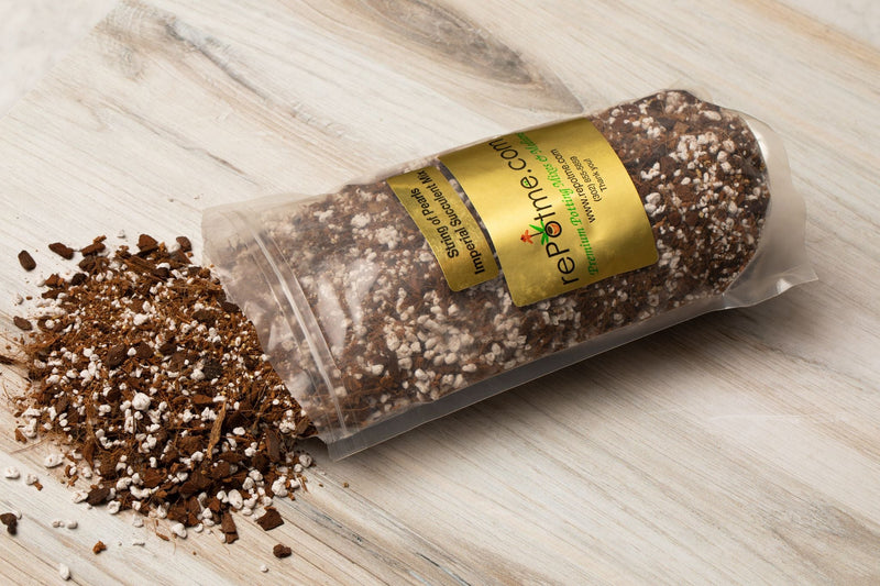 String of Pearls Imperial Succulent Mix