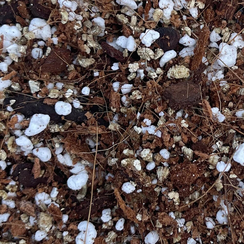 String of Pearls Imperial Succulent Mix