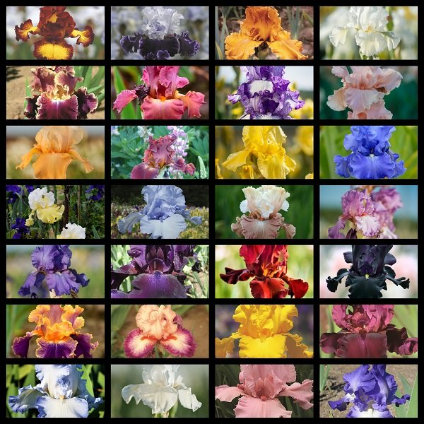 Get Them All Tall Bearded Iris Collection